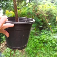 شمشاد سبز چهارساله وپرربشه