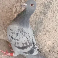 کبوتر پلاکی
