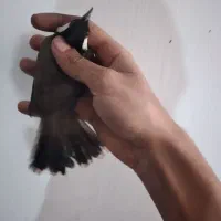 پرنده ۴ تا ۲تومن