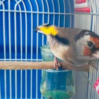 سرسیاه دهن جهرمی