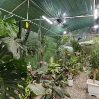 فروش و اجاره گلخانه با تمام تجهیزات