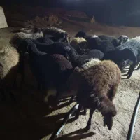 ۱۴ عدد بره نر و ماده|حیوانات مزرعه|پاکدشت, خاتون آباد|دیوار