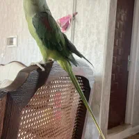 شاه طوطی