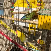 طوطی برزیلی اهلی تحویل درب منزل|پرنده|ارومیه, |دیوار