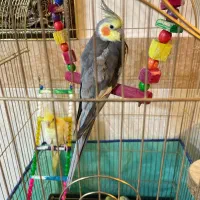 عروس هلندی مولد کار داده