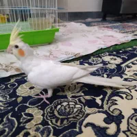 عروس هلندی لوتینو|پرنده|نهاوند, |دیوار