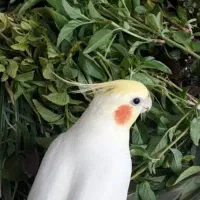 عروس عشقی
