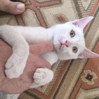 گربه سفید دستی مهربون 3 ماهه واگذاری فقط خانوم ها