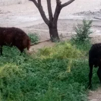 فروش یا معاوضه، چهار دیواری جهت انبار یاگله دون|فروش زمین و ملک کلنگی|نجف‌آباد, فیروزآباد|دیوار