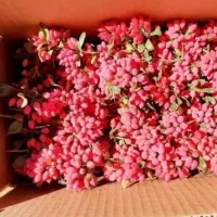 زرشک تازه قاینات|حراج|گنبد کاووس, |دیوار