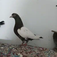 کفتر طوقی و سینه دوم قهوی