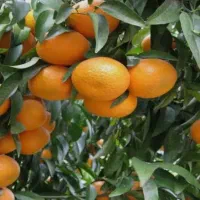 پرتقال و خارو ، درجه یک|خوردنی و آشامیدنی|چرام, |دیوار