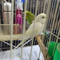 یک جفت مرغ عشق خوش رنگ