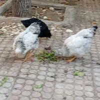 مرغ