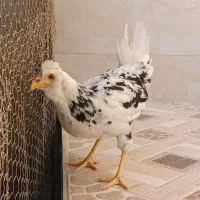 مرغ گلین|حیوانات مزرعه|برازجان, |دیوار