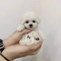 پودل کوچولو|سگ|مشهد, اقبال|دیوار