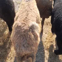 گوسفند