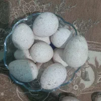 تخم بوقلمون