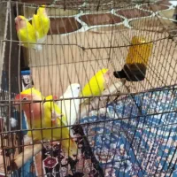 عروس هلندی وطوطی برزیلی اروندکنار|پرنده|آبادان, |دیوار