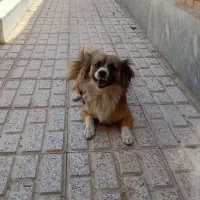 سگ پاکوتاه