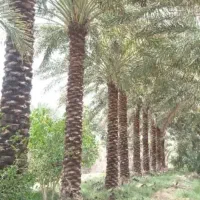 هرس نخل|خدمات باغبانی و درختکاری|عنبرآباد, |دیوار