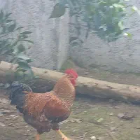 خروس مرغ لاری|حیوانات مزرعه|رشت, لاکان|دیوار