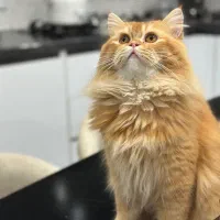 بریتیش لانگ هیر|گربه|رشت, گلسار|دیوار