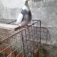 کبوتر  طوقی نر هفت رنگ سرکه ای