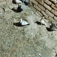 کبوتر