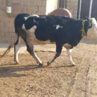 سیمینتال آبستن|حیوانات مزرعه|چهاربرج, |دیوار