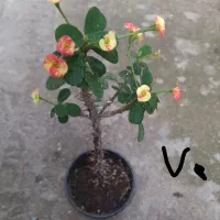 انواع گل و گیاه مناسب روز مادر