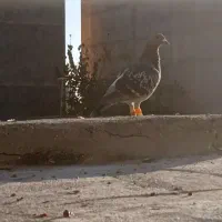 کفتر هوایی کبوتر بوم|پرنده|طرقبه, |دیوار