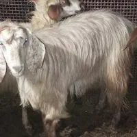 فروش گوشت گوسفند،قیمت ارزان