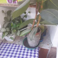 گل وگیاه