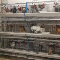 خروس قفس مرغ تخمگذار|حیوانات مزرعه|مشهد, کشف|دیوار