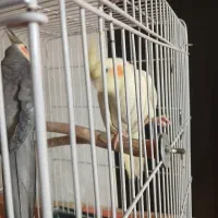 جفت مولد ب شرط جوجه دهی