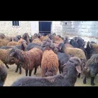 از۳۵کیلوتا 100کیلو