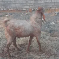 نری چاق|حیوانات مزرعه|بیکاه, |دیوار