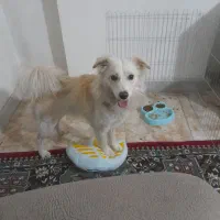 واگذاری سگ رایگان