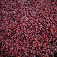 زرشک و زعفران اعلا|خوردنی و آشامیدنی|گرگان, |دیوار