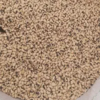 لوبیا چشم بلبلی درجه یک|خوردنی و آشامیدنی|شوشتر, |دیوار