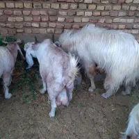 دام (بز و دبر )|حیوانات مزرعه|مزایجان, |دیوار