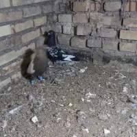 سینه ایی|پرنده|خرمشهر, |دیوار