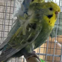 مرغ عشق رینبو بدرد نخور پیام نده رنگ خاص