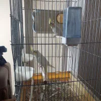 عروس هلندی با جوجه|پرنده|مرودشت, ابوذر شمالی|دیوار