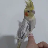 عروس هلندی ماده مرواریدی