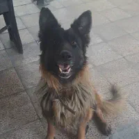 سگ ژرمن ۱ ساله ماده