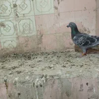 کبوتر|پرنده|سراوان, |دیوار