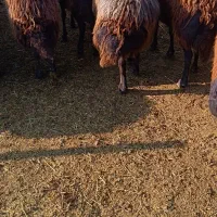 میش قزل|حیوانات مزرعه|سلماس, |دیوار