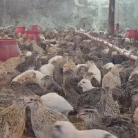 بلدرچین ماده تخم گذار- گوشت -تخم-جوجه|حیوانات مزرعه|قرچک, پویینک|دیوار